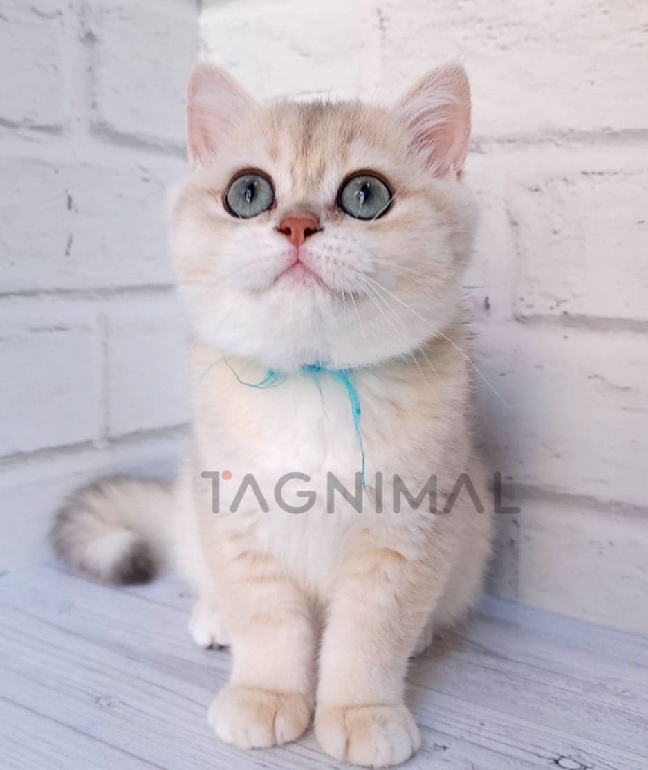 British shorthair kitten for sale, cat for sale at Tagnimal