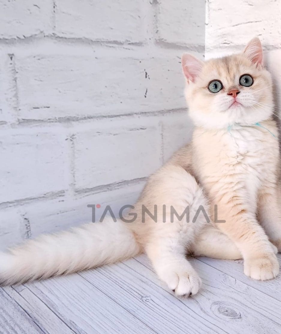 British shorthair kitten for sale, cat for sale at Tagnimal