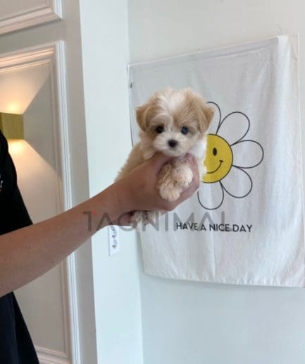 Maltipoo puppy for sale, dog for sale at Tagnimal