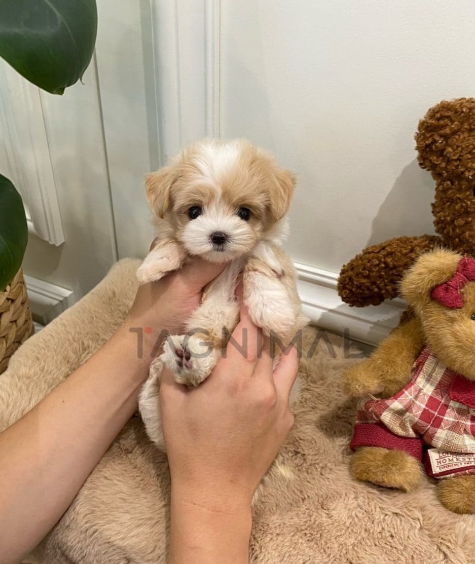 Maltipoo puppy for sale, dog for sale at Tagnimal