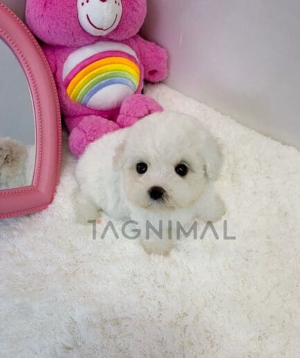 Bichon puppy for sale, dog for sale at Tagnimal