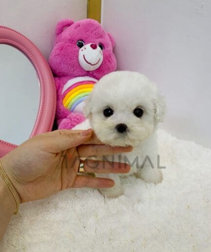 Bichon puppy for sale, dog for sale at Tagnimal