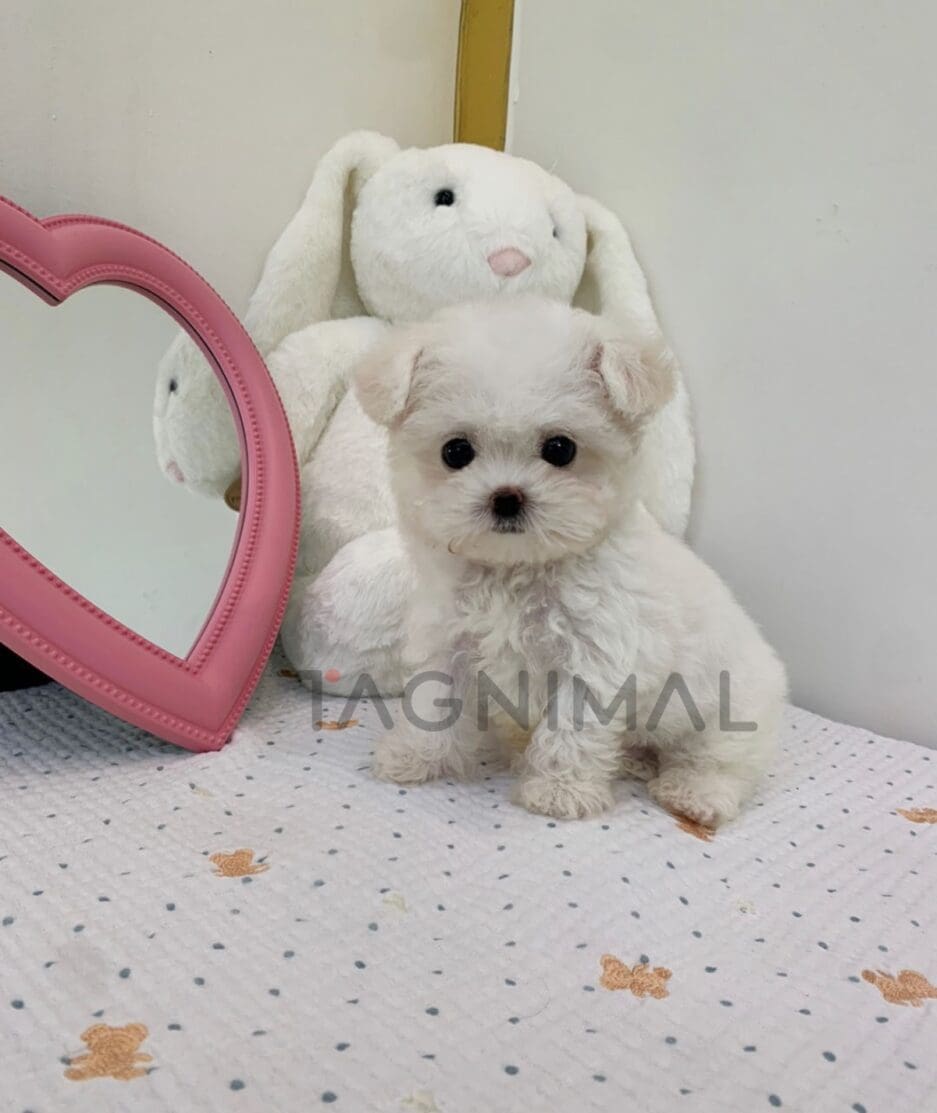 Bichon puppy for sale, dog for sale at Tagnimal