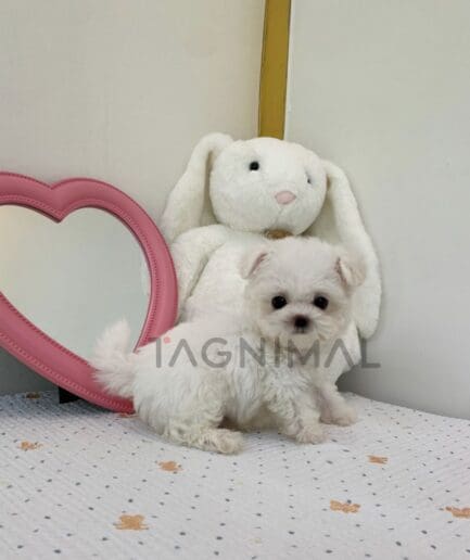 Bichon puppy for sale, dog for sale at Tagnimal