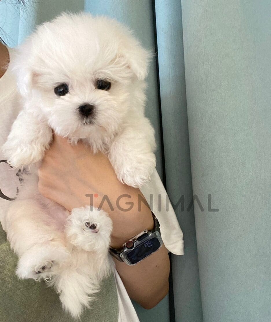 Maltese puppy for sale, dog for sale at Tagnimal