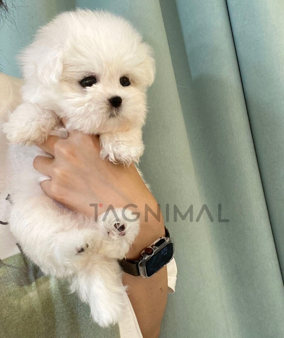 Maltese puppy for sale, dog for sale at Tagnimal