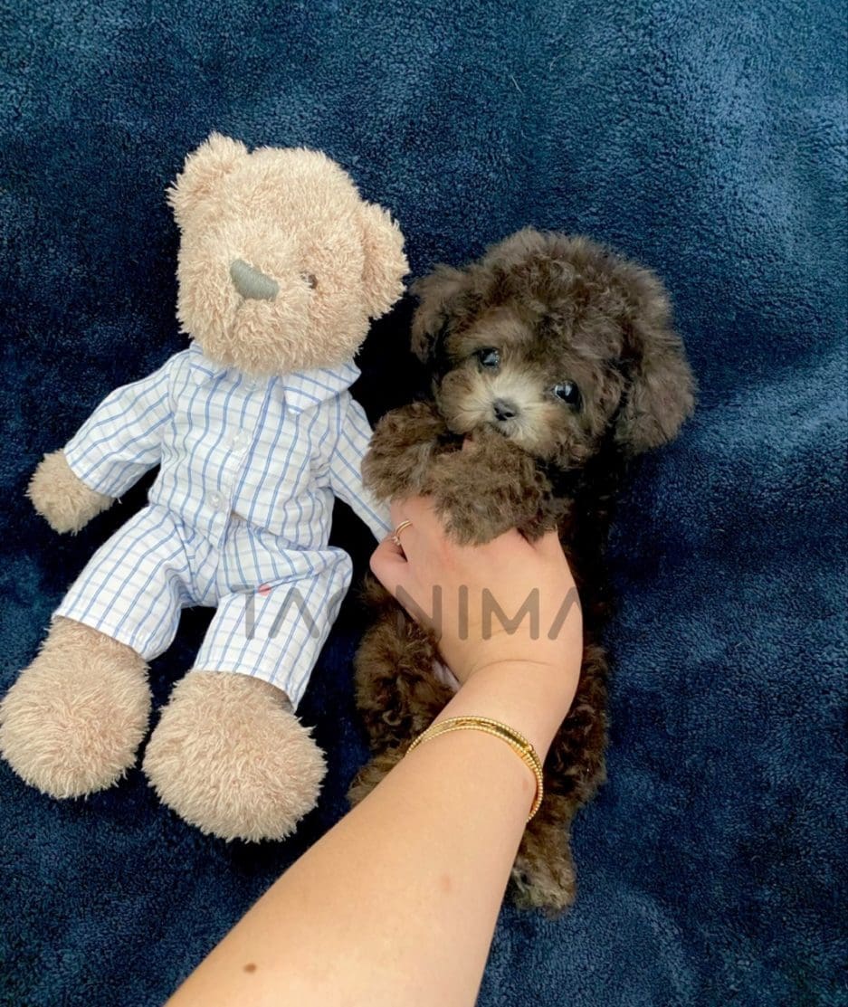 Maltipoo puppy for sale, dog for sale at Tagnimal