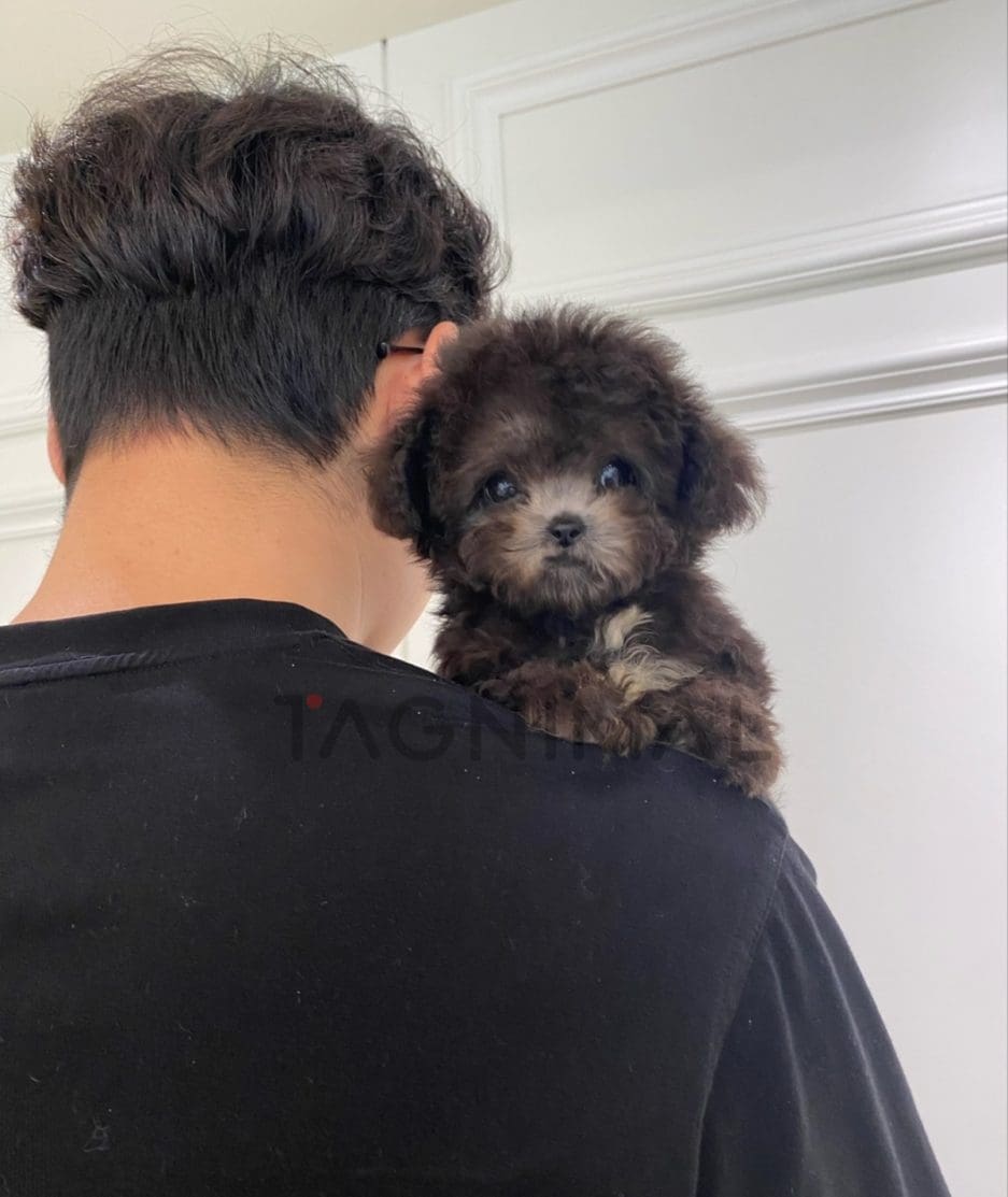 Maltipoo puppy for sale, dog for sale at Tagnimal