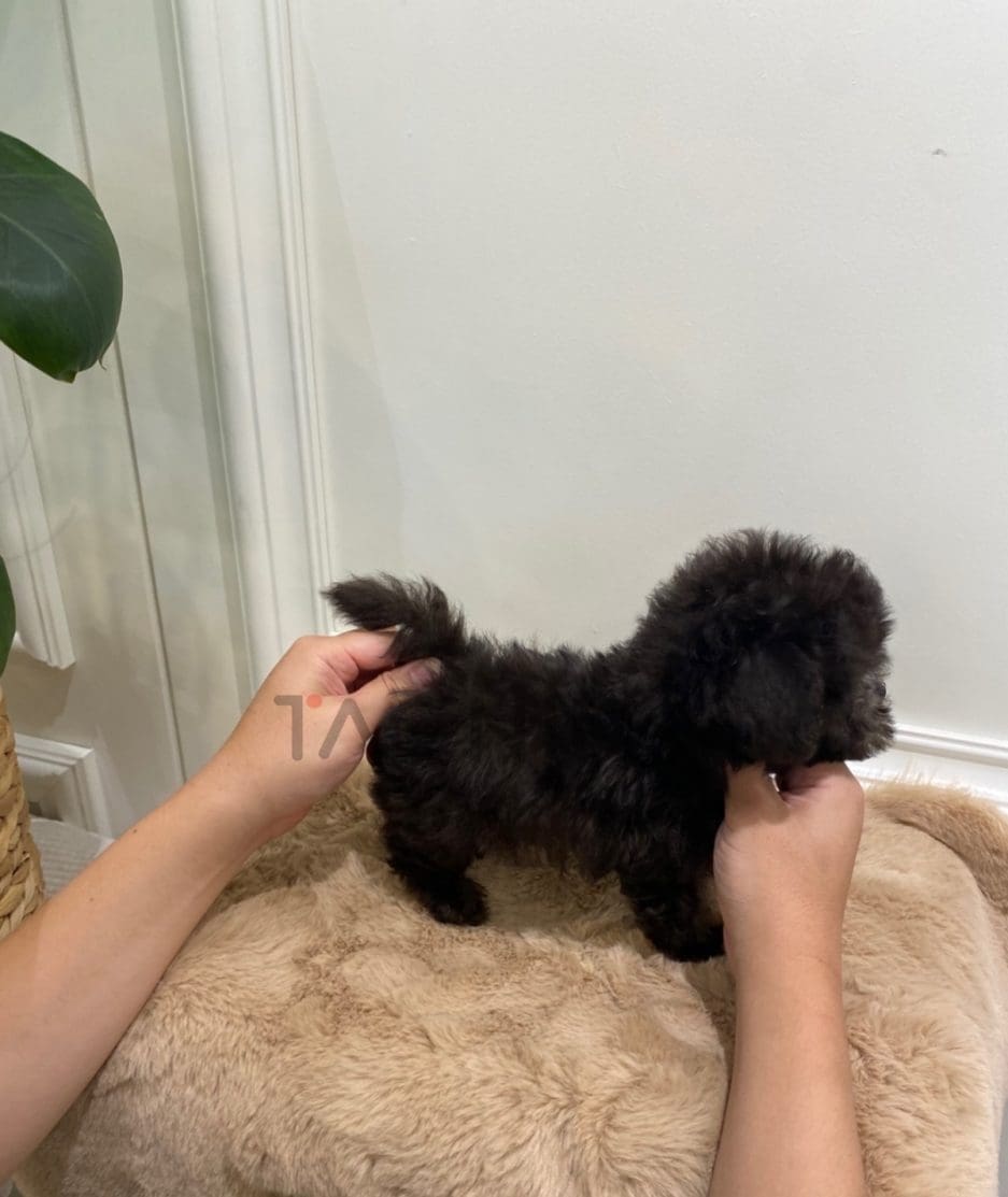 Maltipoo puppy for sale, dog for sale at Tagnimal