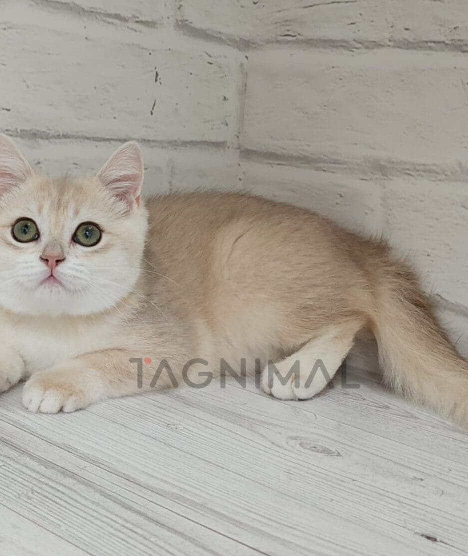 British shorthair kitten for sale, cat for sale at Tagnimal