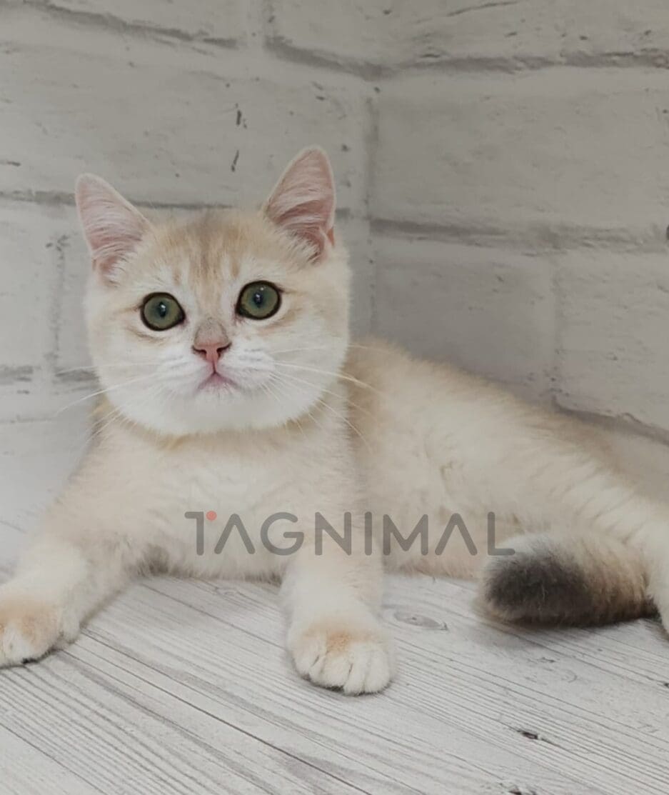 British shorthair kitten for sale, cat for sale at Tagnimal