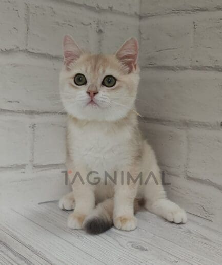 British shorthair kitten for sale, cat for sale at Tagnimal