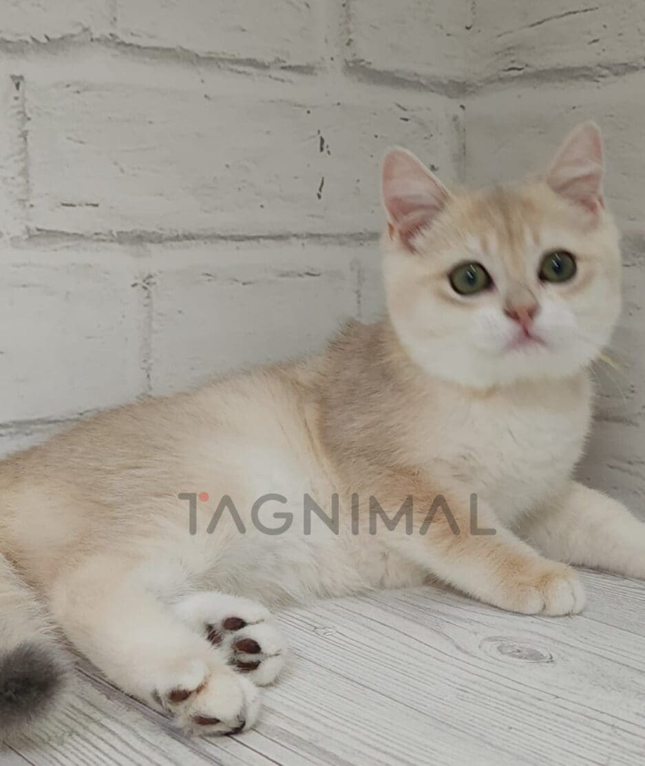 British shorthair kitten for sale, cat for sale at Tagnimal