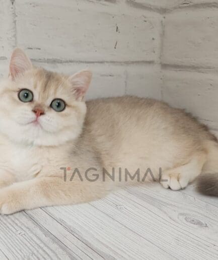 British shorthair kitten for sale, cat for sale at Tagnimal