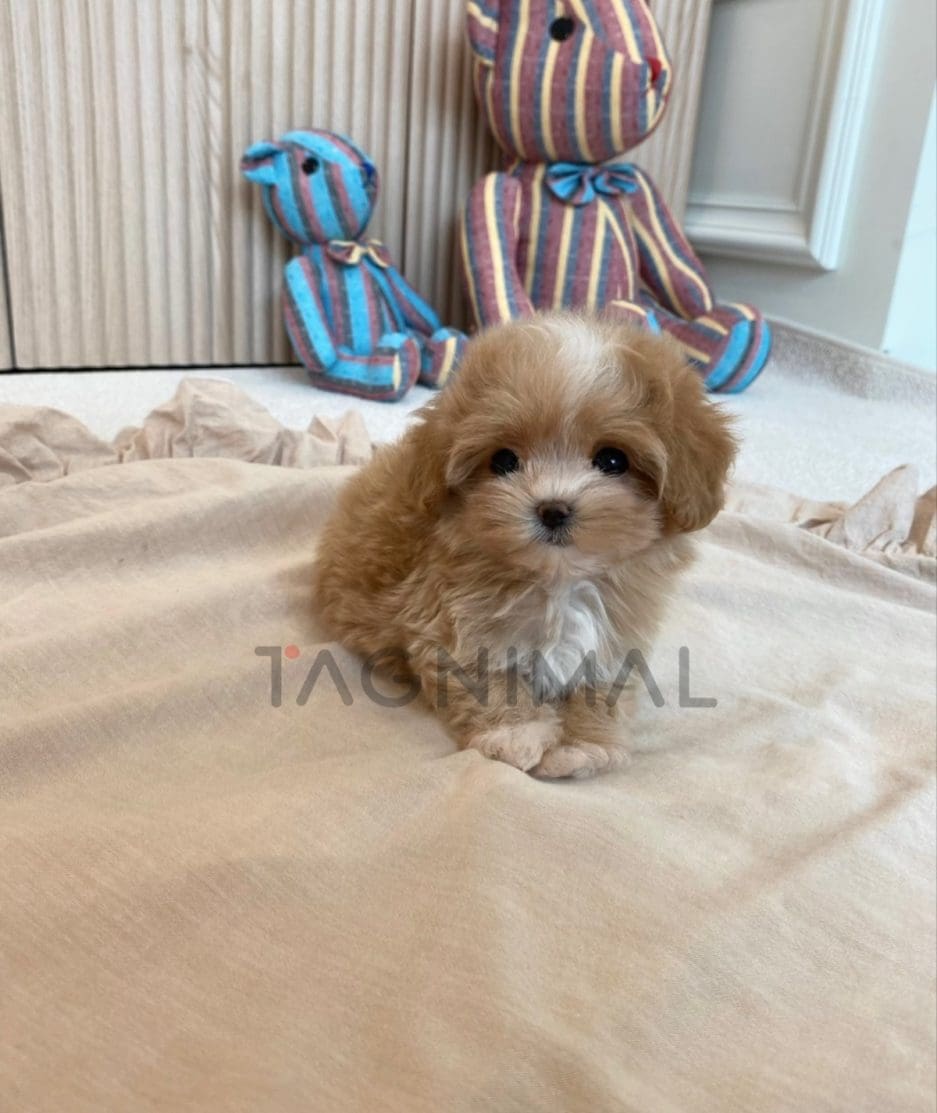 Maltipoo puppy for sale, dog for sale at Tagnimal