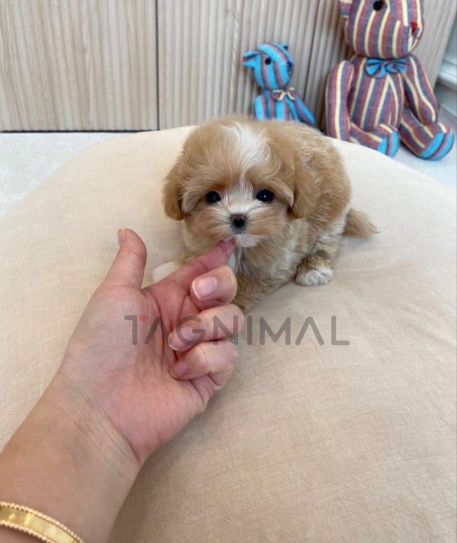 Maltipoo puppy for sale, dog for sale at Tagnimal