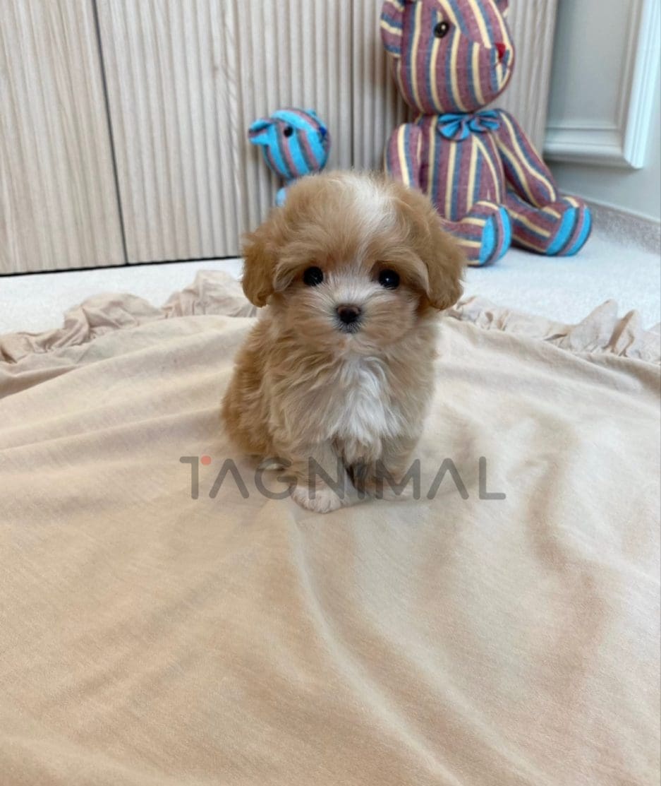 Maltipoo puppy for sale, dog for sale at Tagnimal