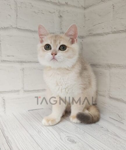 British shorthair kitten for sale, cat for sale at Tagnimal