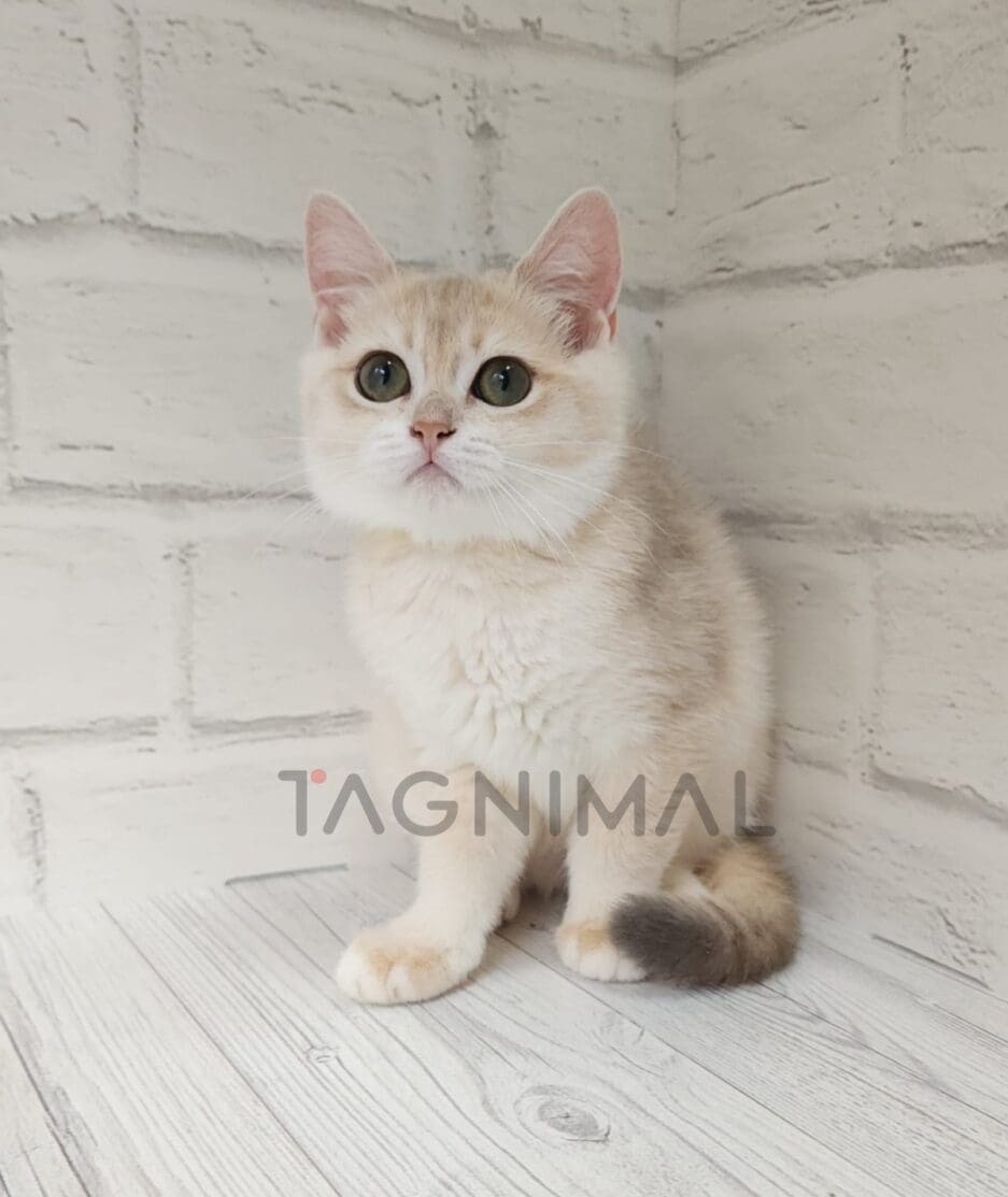 British shorthair kitten for sale, cat for sale at Tagnimal