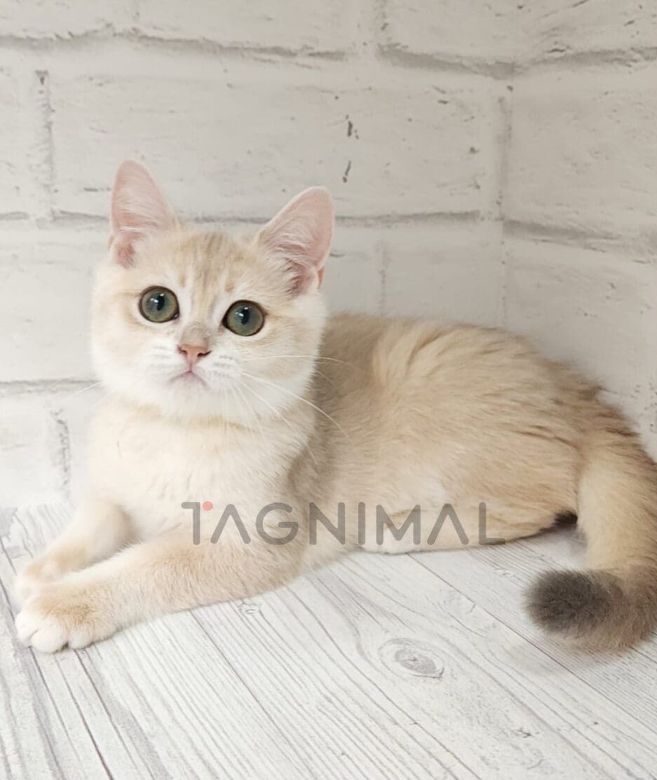 British shorthair kitten for sale, cat for sale at Tagnimal