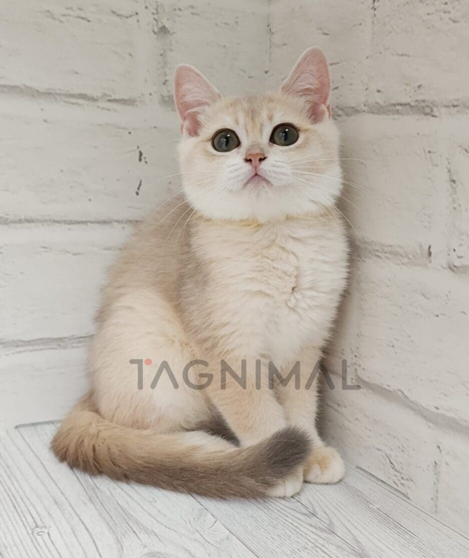 British shorthair kitten for sale, cat for sale at Tagnimal