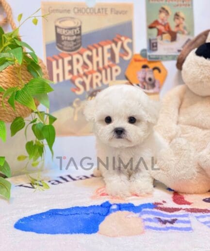 Bichon puppy for sale, dog for sale at Tagnimal