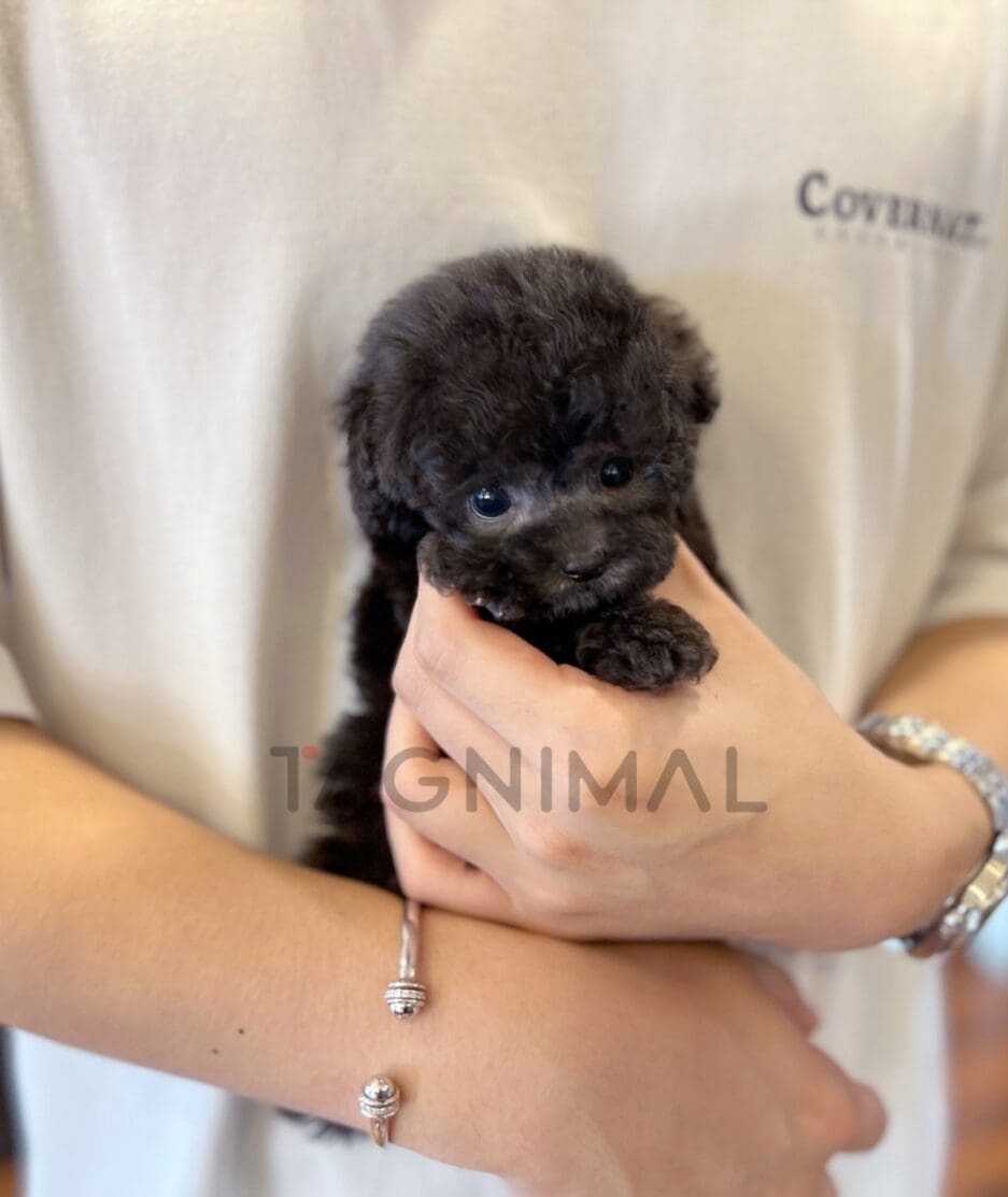 Maltipoo puppy for sale, dog for sale at Tagnimal