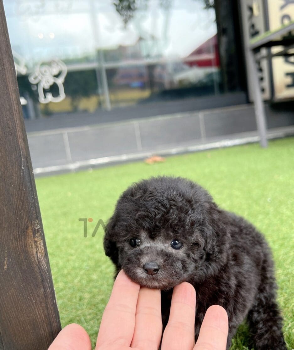 Maltipoo puppy for sale, dog for sale at Tagnimal