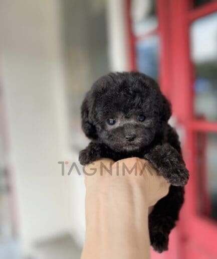 Maltipoo puppy for sale, dog for sale at Tagnimal