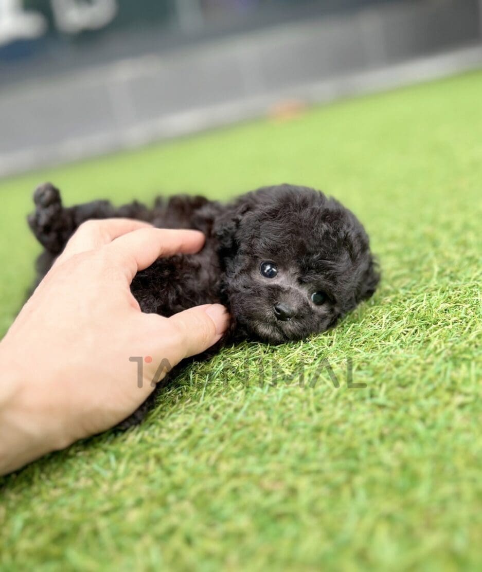 Maltipoo puppy for sale, dog for sale at Tagnimal