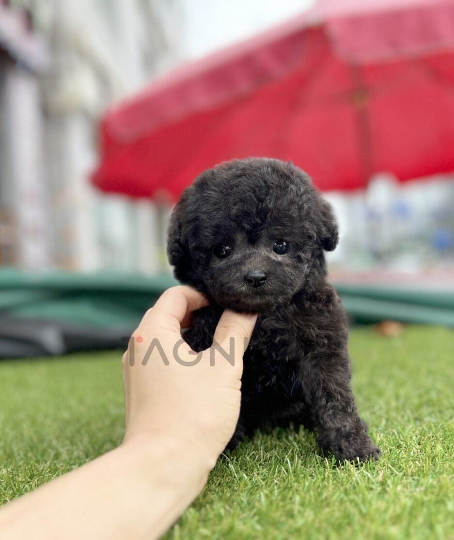 Maltipoo puppy for sale, dog for sale at Tagnimal