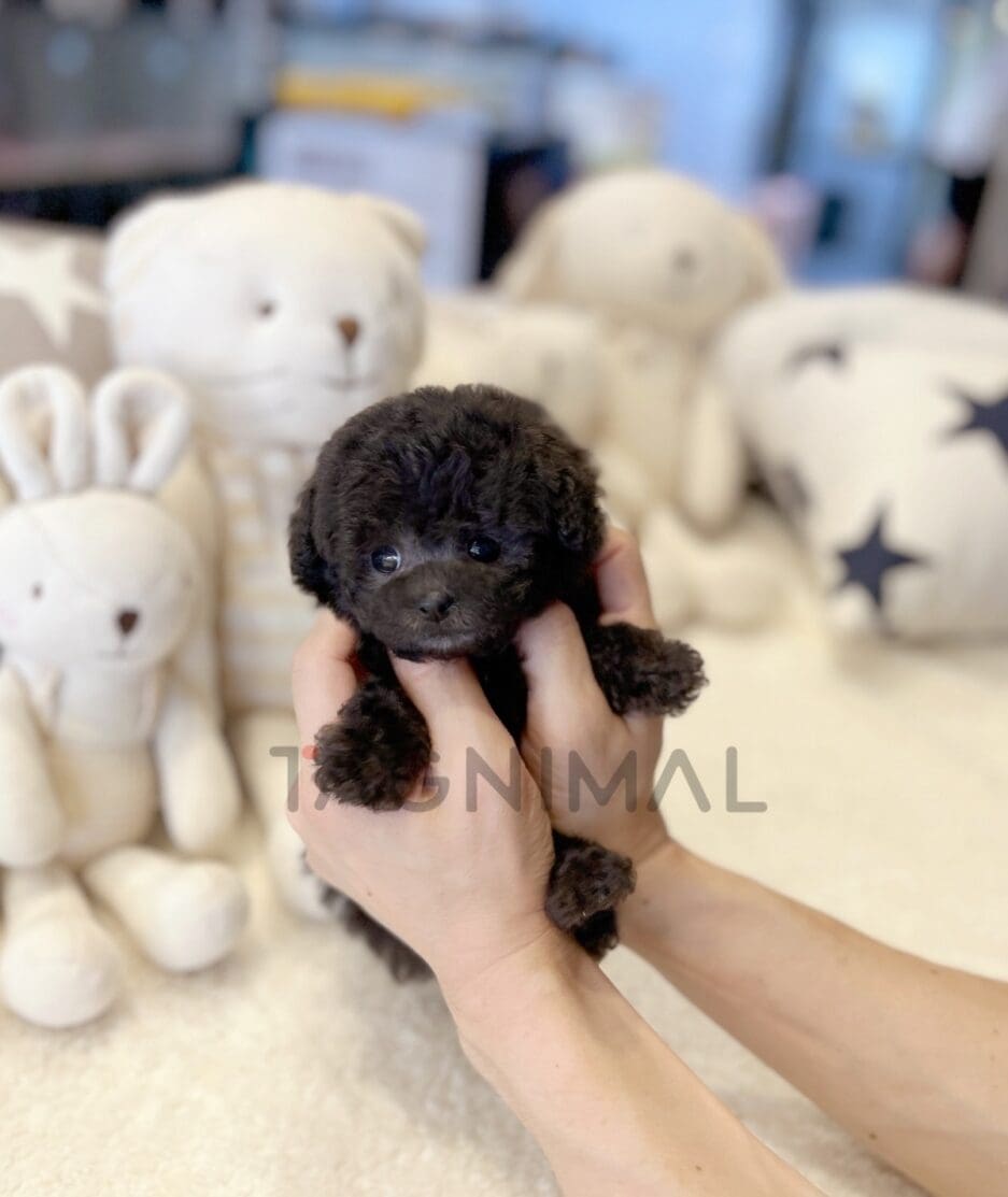 Maltipoo puppy for sale, dog for sale at Tagnimal