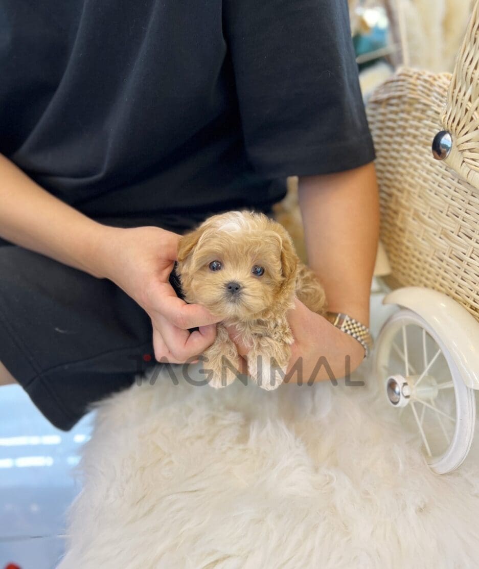 Maltipoo puppy for sale, dog for sale at Tagnimal