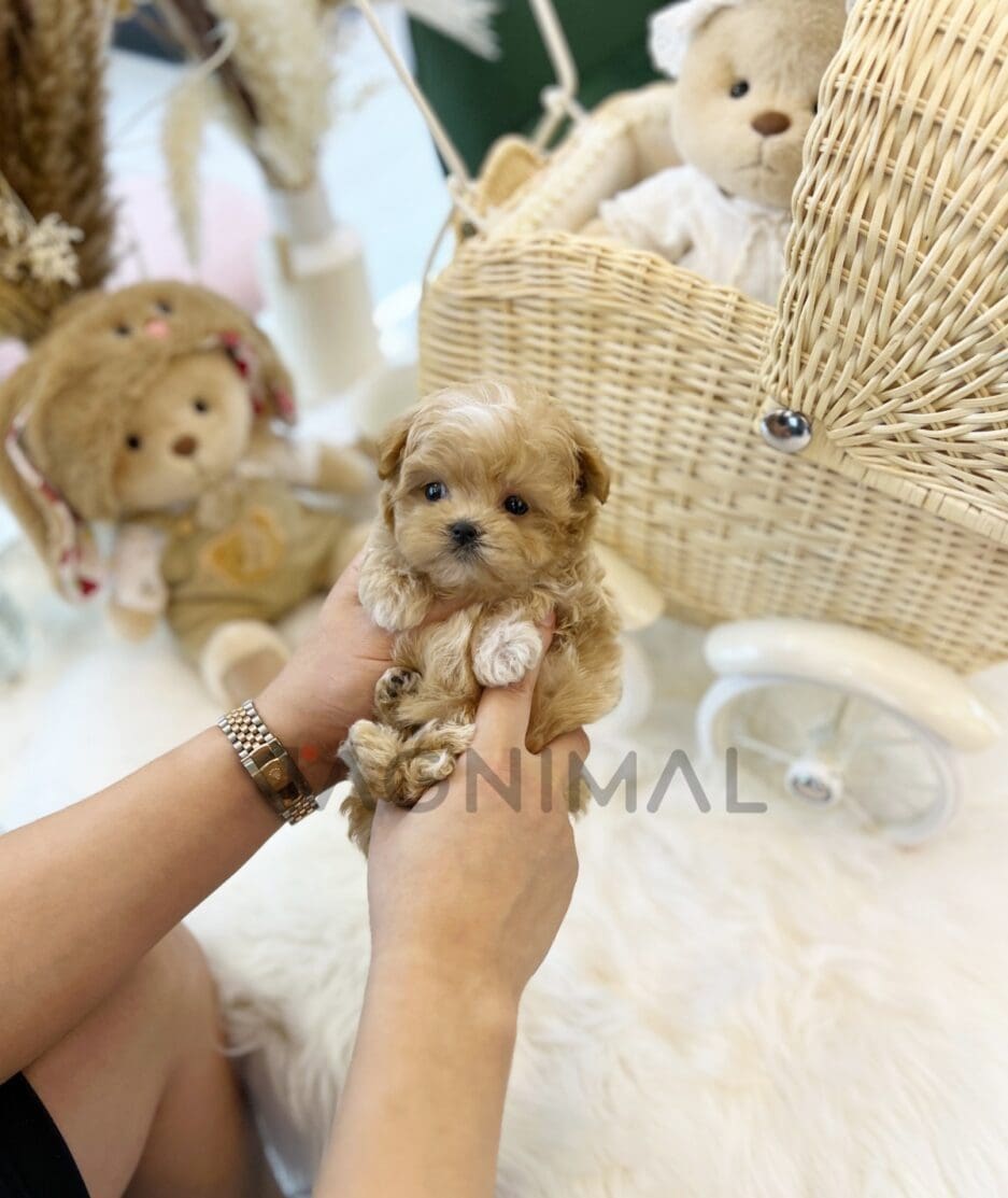 Maltipoo puppy for sale, dog for sale at Tagnimal