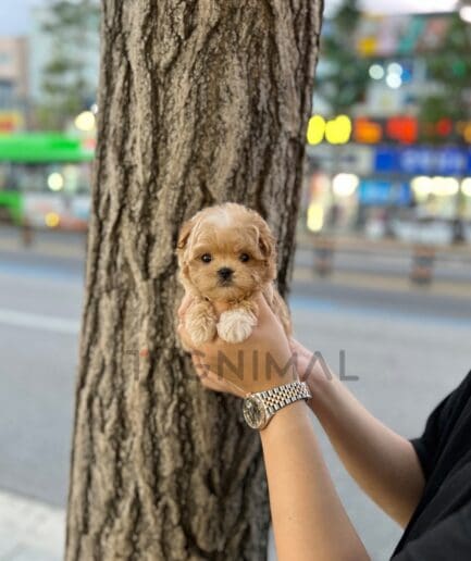 Maltipoo puppy for sale, dog for sale at Tagnimal