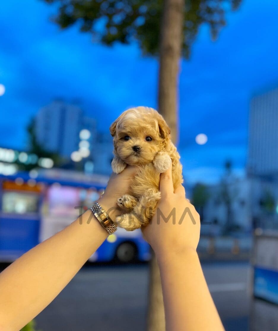 Maltipoo puppy for sale, dog for sale at Tagnimal