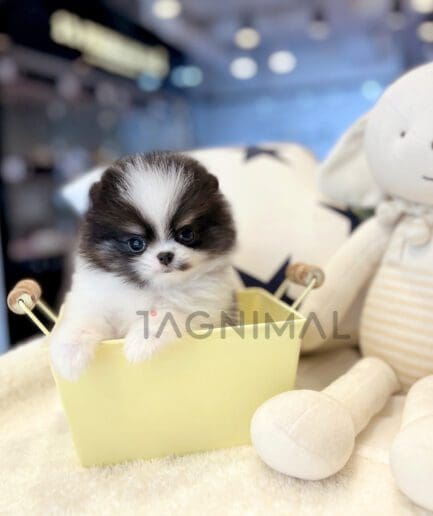 Pomeranian puppy for sale, dog for sale at Tagnimal