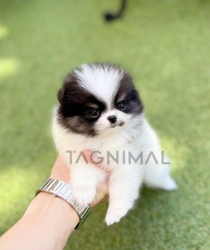 Pomeranian puppy for sale, dog for sale at Tagnimal