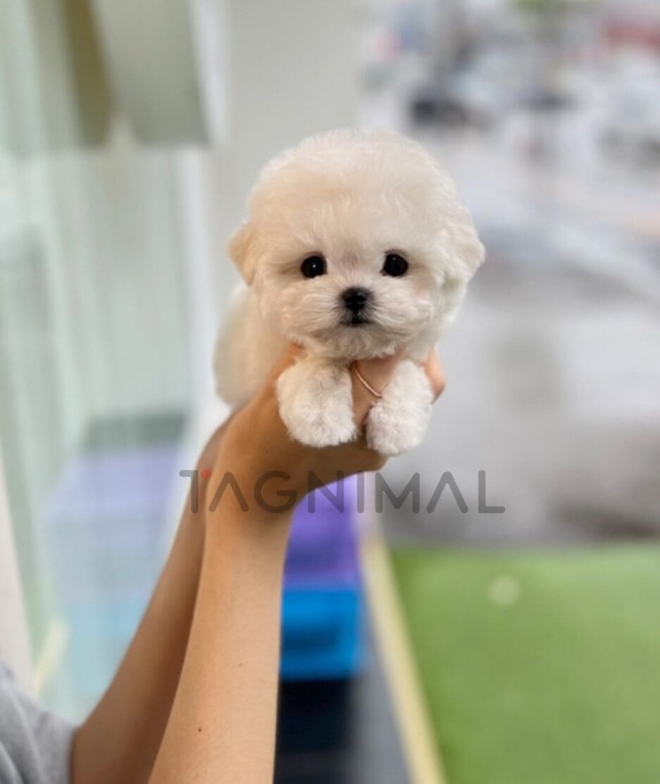 Bichon puppy for sale, dog for sale at Tagnimal