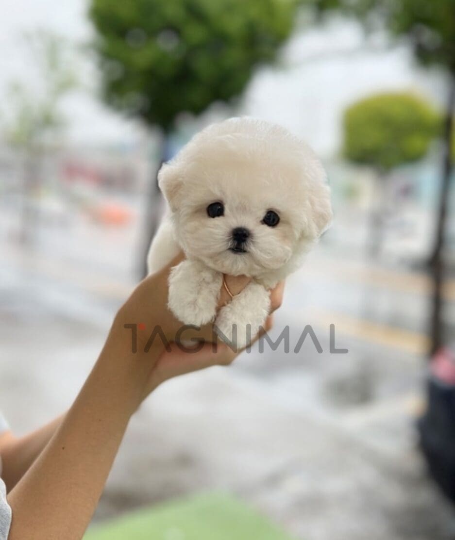 Bichon puppy for sale, dog for sale at Tagnimal