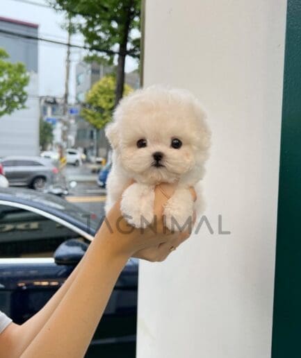 Bichon puppy for sale, dog for sale at Tagnimal