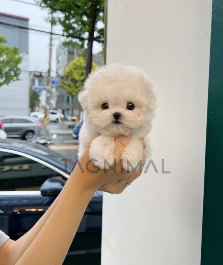 Bichon puppy for sale, dog for sale at Tagnimal