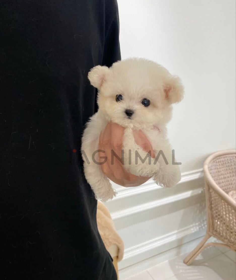 Bichon puppy for sale, dog for sale at Tagnimal