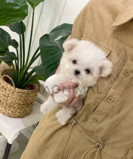 Bichon puppy for sale, dog for sale at Tagnimal