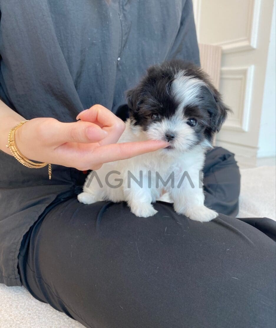 Maltipoo puppy for sale, dog for sale at Tagnimal