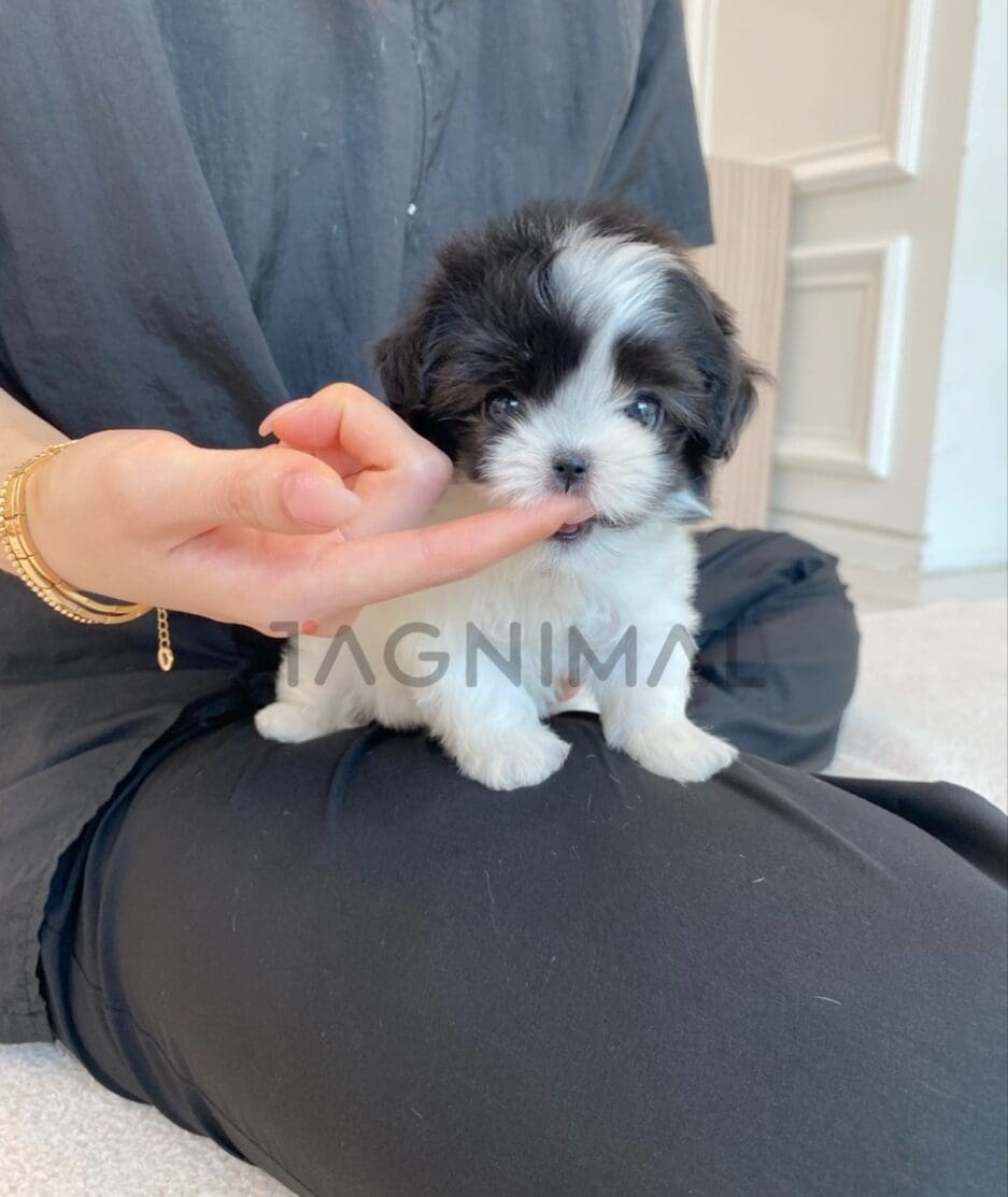 Maltipoo puppy for sale, dog for sale at Tagnimal