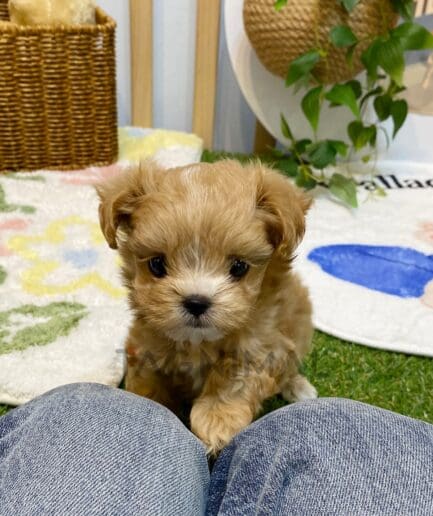 Maltipoo puppy for sale, dog for sale at Tagnimal