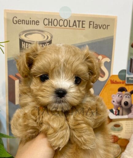 Maltipoo puppy for sale, dog for sale at Tagnimal