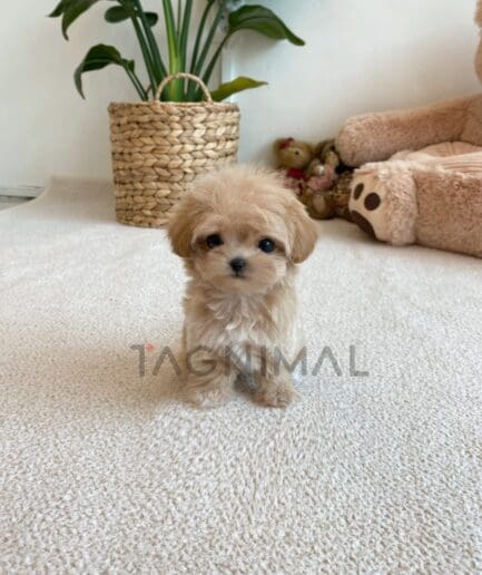 Maltipoo puppy for sale, dog for sale at Tagnimal