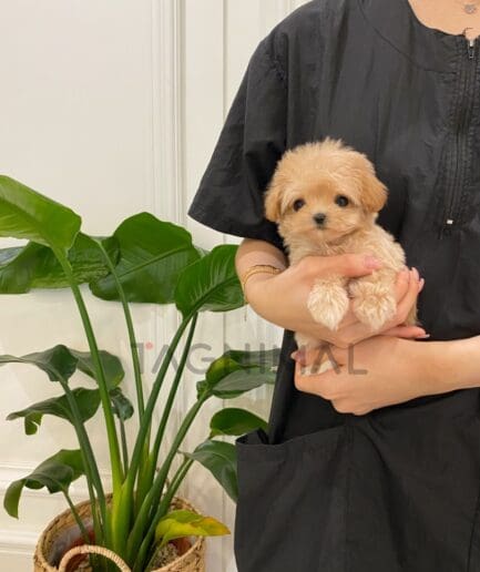 Maltipoo puppy for sale, dog for sale at Tagnimal